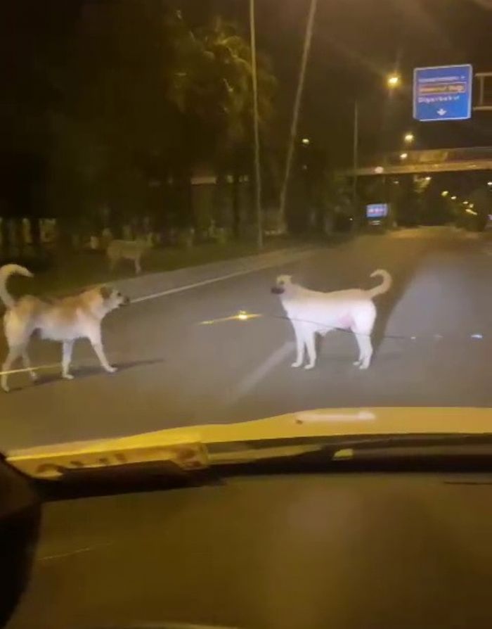 Babo sokak kpekleri kazaya davetiye karyor