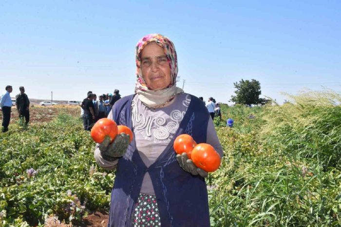 Gaziantepte kadnlarn domates hasad balad