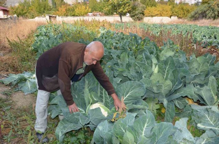 Deneme amal karnabahar dikti, imdi siparilere yetiemiyor