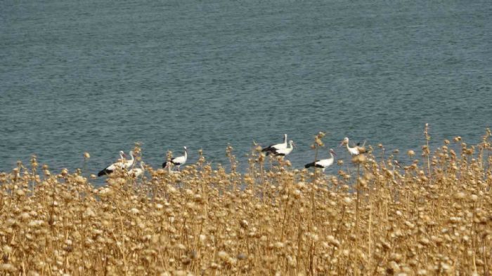 Diyarbakrda scaklk nedeniyle canl trlerinde deiim bekleniyor, yaban bceklerinin davranlar deitii gzlemlendi