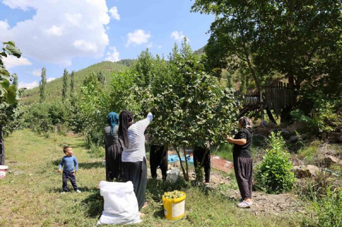 Karadenizden ald fndk fidesini Adanada ekti, imdi hasat ediyor