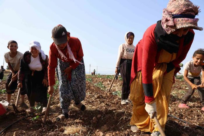 Kahramanmarata hasadn tamamland tarm arazileri ikinci rnle buluturuluyor