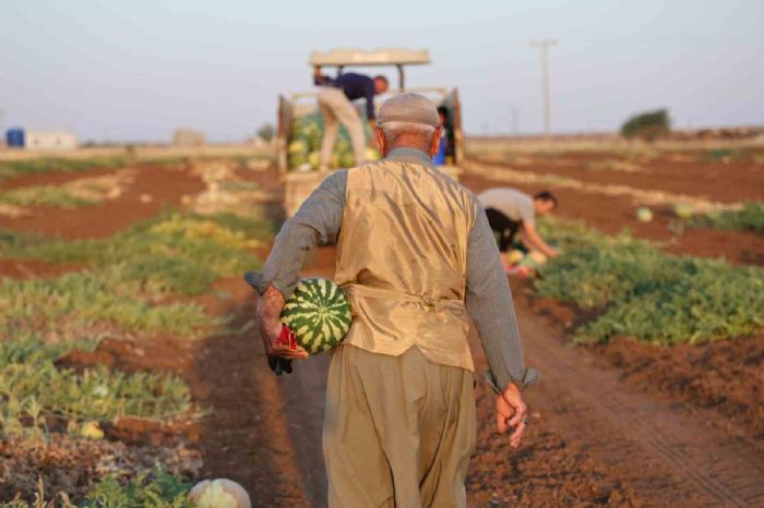 Diyarbakr karpuzunda hasat devam ediyor, retici bekledii verimi alamad