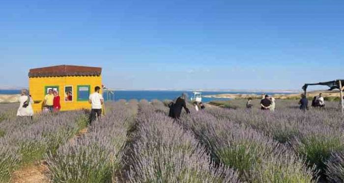 Samsat'n lavanta bahesi ilgi oda oldu