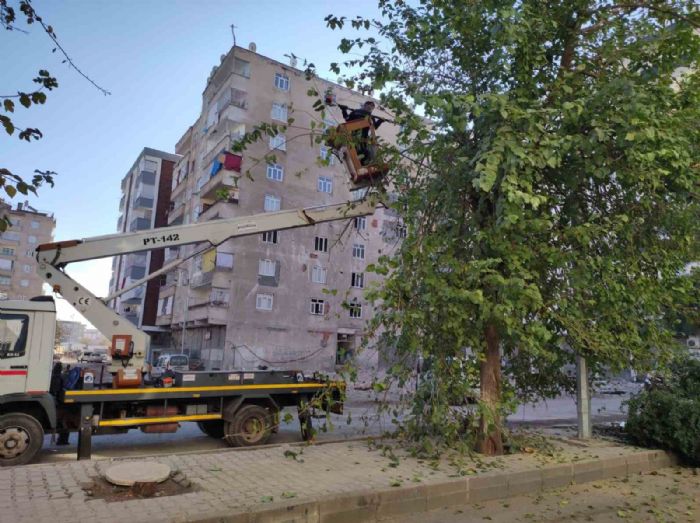 Balarda grnt kirlilii ve bakm ihtiyac olan aalar budand