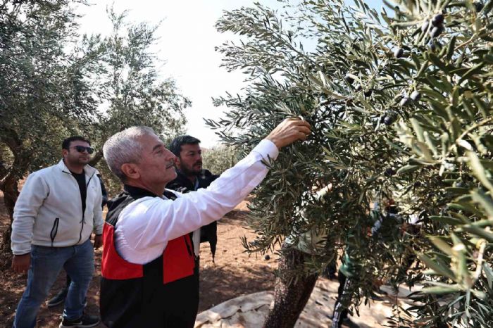 Tahmazolu zeytin hasadna katld