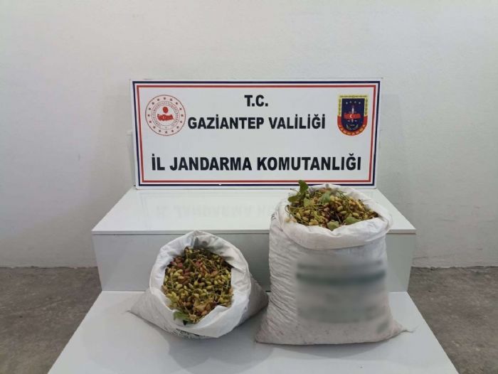 Gaziantepte 515 kilo Antep fst alan 2 pheli sust yakaland