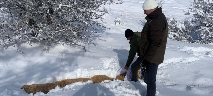 Elazda yaban hayvanlar unutulmad: Doaya 300 kilo yem brakld