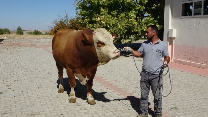 Malatya'da retilen boa spermalar dnyaya ihra edilecek