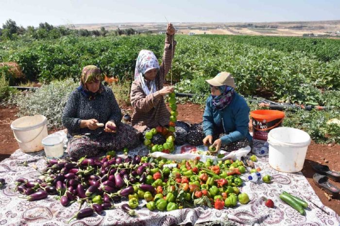 Patlcan ve biberler kadnlarn elinde Gaziantepin tescilli lezzeti kurutmalk oluyor