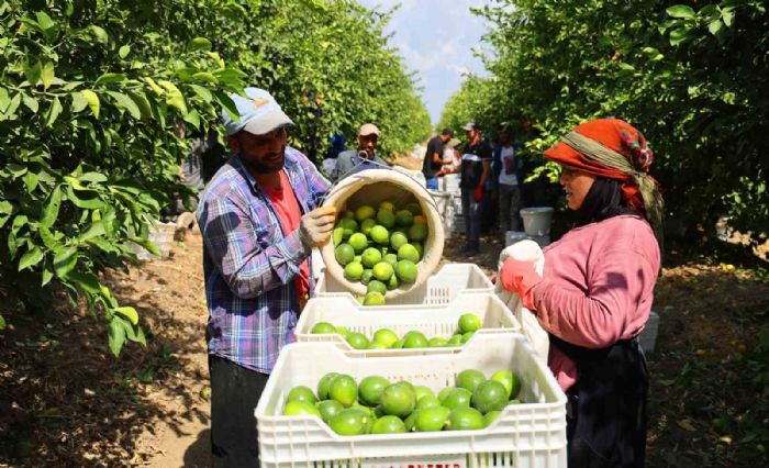 Limon bahede 8, market ve pazarda 25 lira