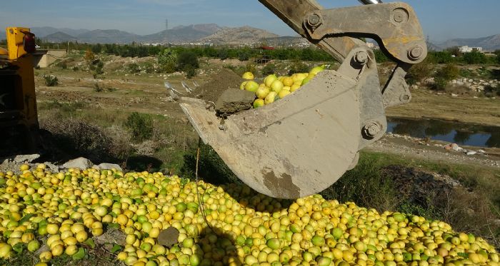 Dere yatana dklen tonlarca limon imha edildi