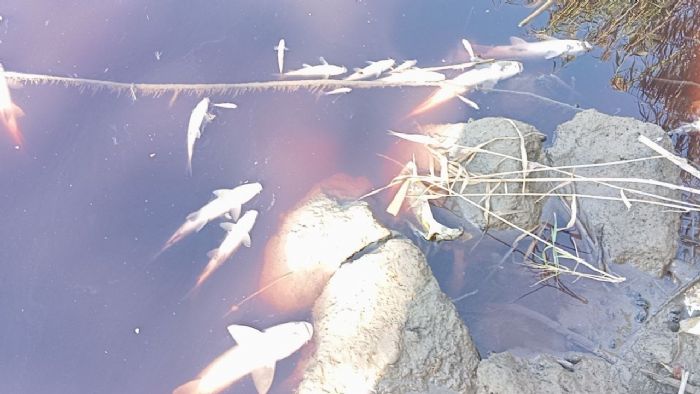 Karasu Çayı’na dökülen kimyasal atıklar yüzlerce balığı öldürdü