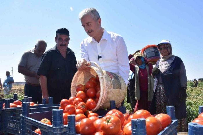 ahinbeyde domatesin fiyat tarladan pazara deimiyor