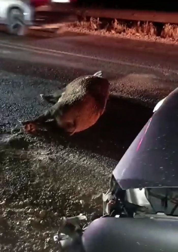 Karayoluna kan domuz kazaya neden oldu