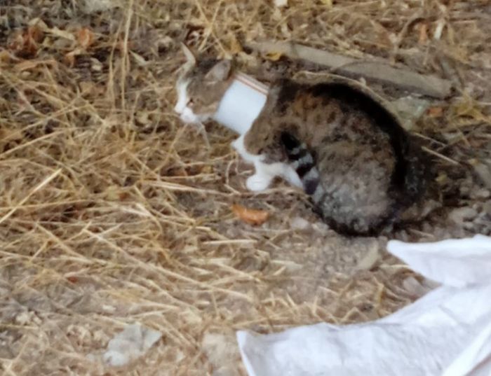 Kafasn plastik boruya sktran kediyi itfaiye kurtard