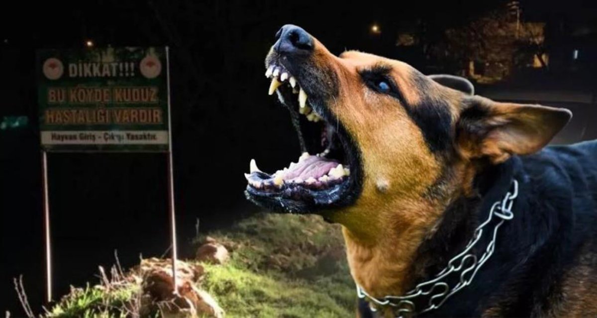 Diyarbakır’da sokak köpekleri küçük çocuğa saldırdı: Komşular son anda kurtardı