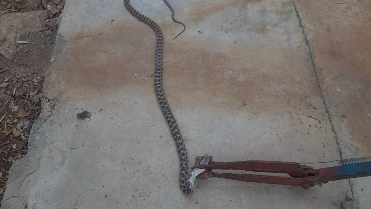 Besni’de, evin ambar bölümüne giren yılan doğaya salındı 