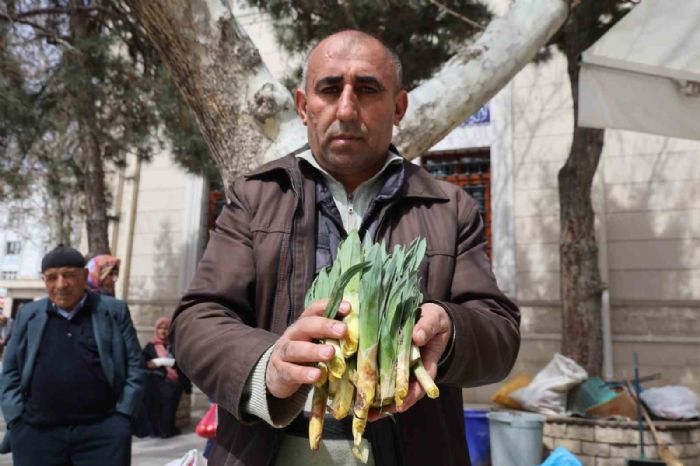 Doğal antibiyotik ‘çiriş otu’ tezgahlarda yerini aldı