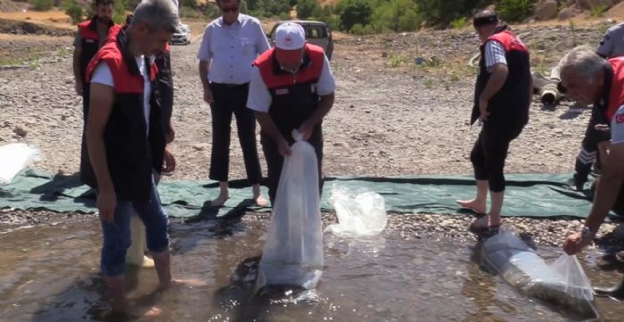 Elazığ’daki su kaynaklarına 5 milyon 786 bin yavru sazan bırakılacak
