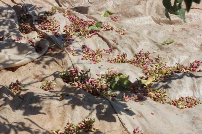 Fıstığın anavatanı Gaziantep’te hasat başladı