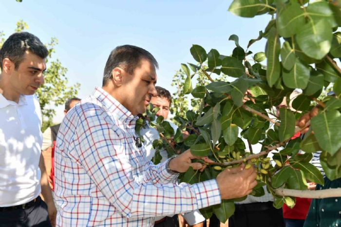 Şanlıurfa’da boz fıstık hasadı başladı